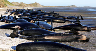 Массовое самоубийство китов в Новой Зеландии