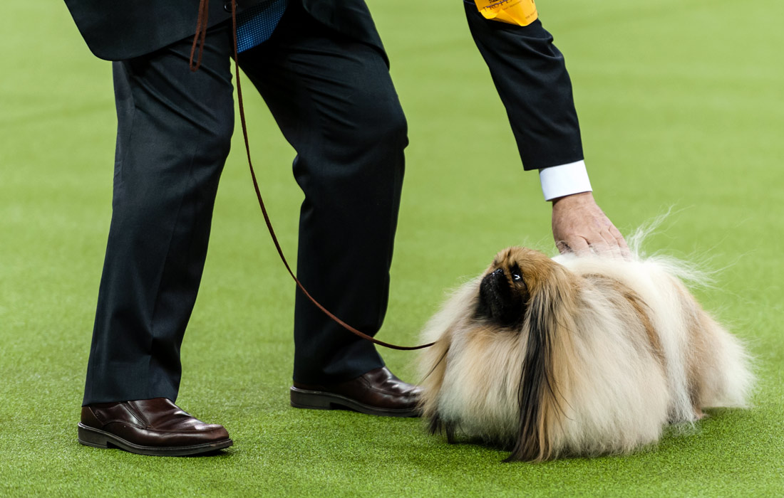  -  141-        Westminster Kennel Club,          190  

