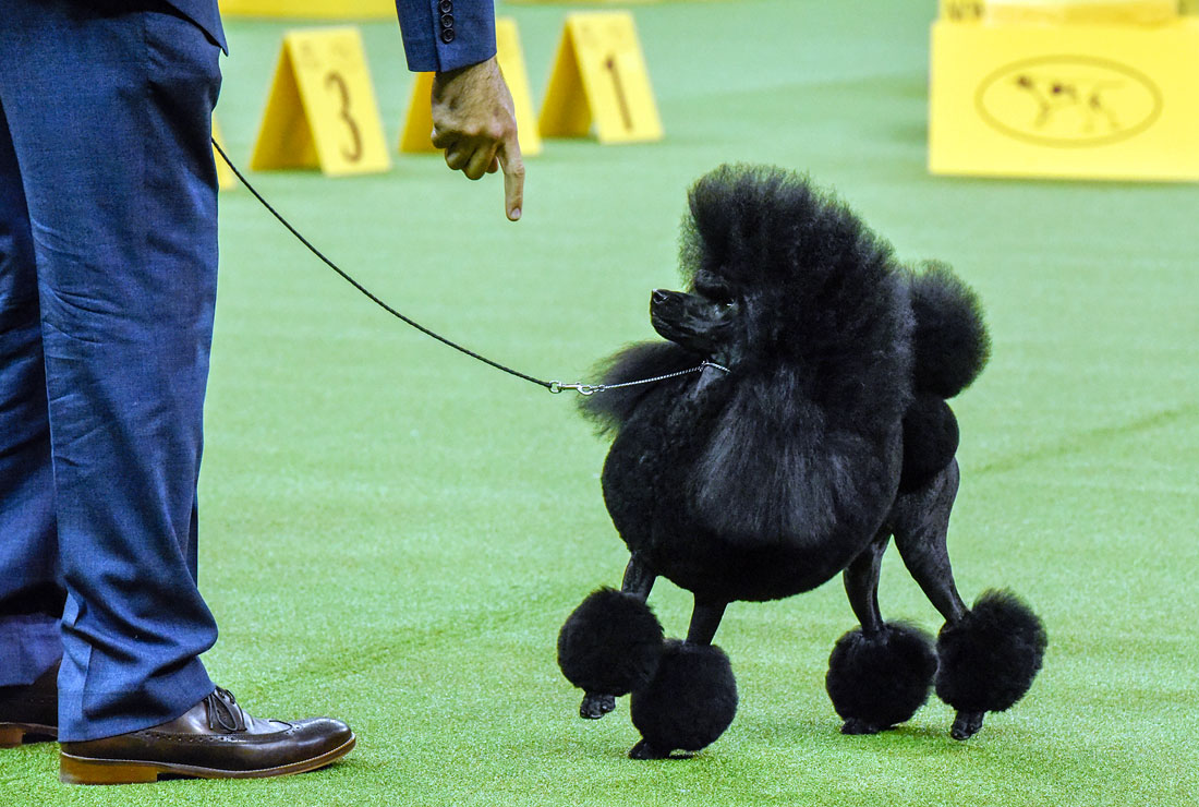 Участник старейшей в мире выставки собак Westminster Kennel Club в Нью-Йорке