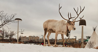 "День оленевода" на Крымской набережной