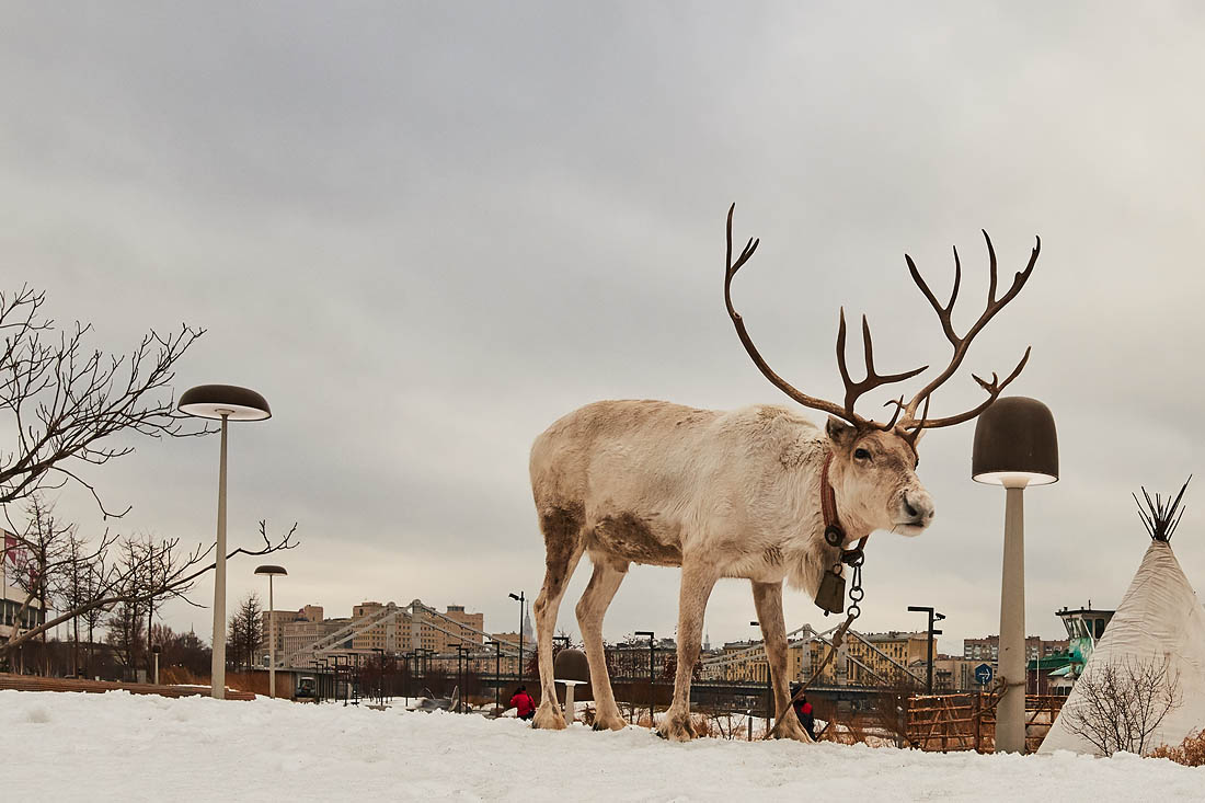 В московском парке "Музеон" сегодня необычные посетители: олени и их хозяева, коренные жители Севера, решили обратиться отсюда к президенту России