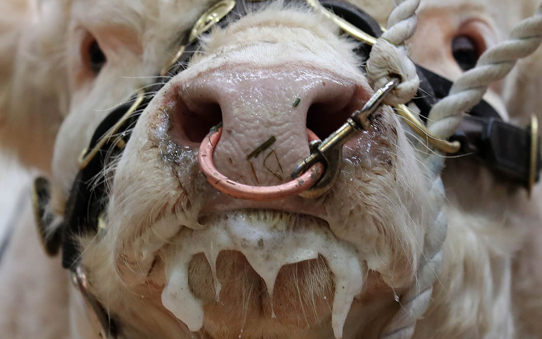 Ежегодный аукцион племенных быков Stirling Bull идет в Шотландии