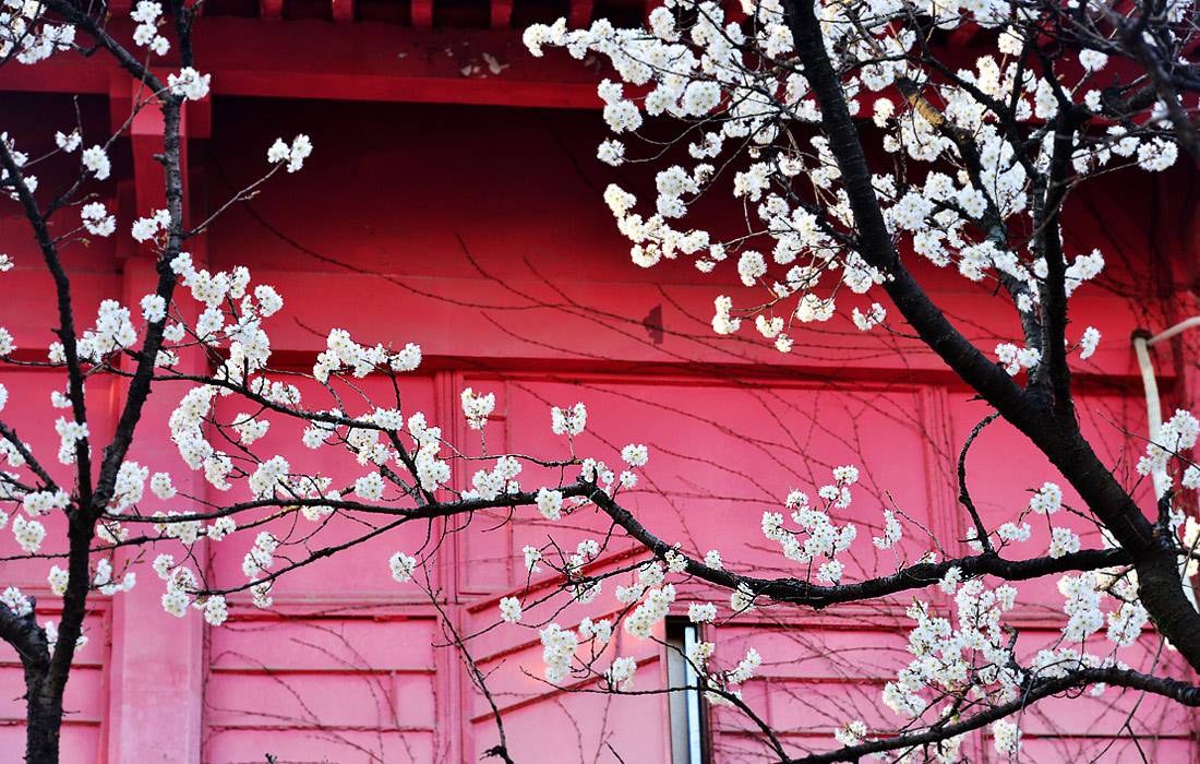С приходом теплой и ясной погоды в Китае началось цветение вишневых деревьев