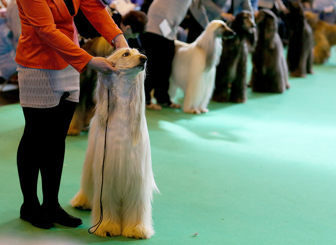 В Бирмингеме открылась крупнейшая в мире выставка собак Crufts Dog Show. За почетные награды будут соревноваться около 22 тысяч питомцев.