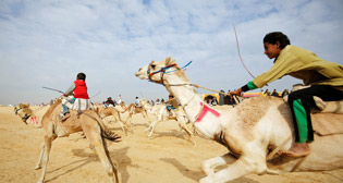 Гонки на верблюдах в Египте