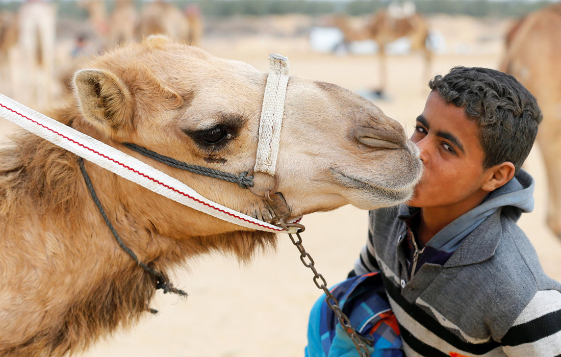 Гонки являются частью международного фестиваля верблюдов, проходящего поблизости от города Исмаилия. Мероприятие в этом году посетили участники из 13 арабских стран, а также представители Франции, Германии, Италии и Австрии.