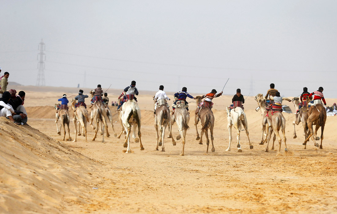 Ежегодно сотни участников собираются в пустыне, чтобы узнать у кого самый выносливый и самый быстрый верблюд. Животные способны развивать скорость до 65 км/ч на коротких дистанциях и 40 км/ч на длинных.
