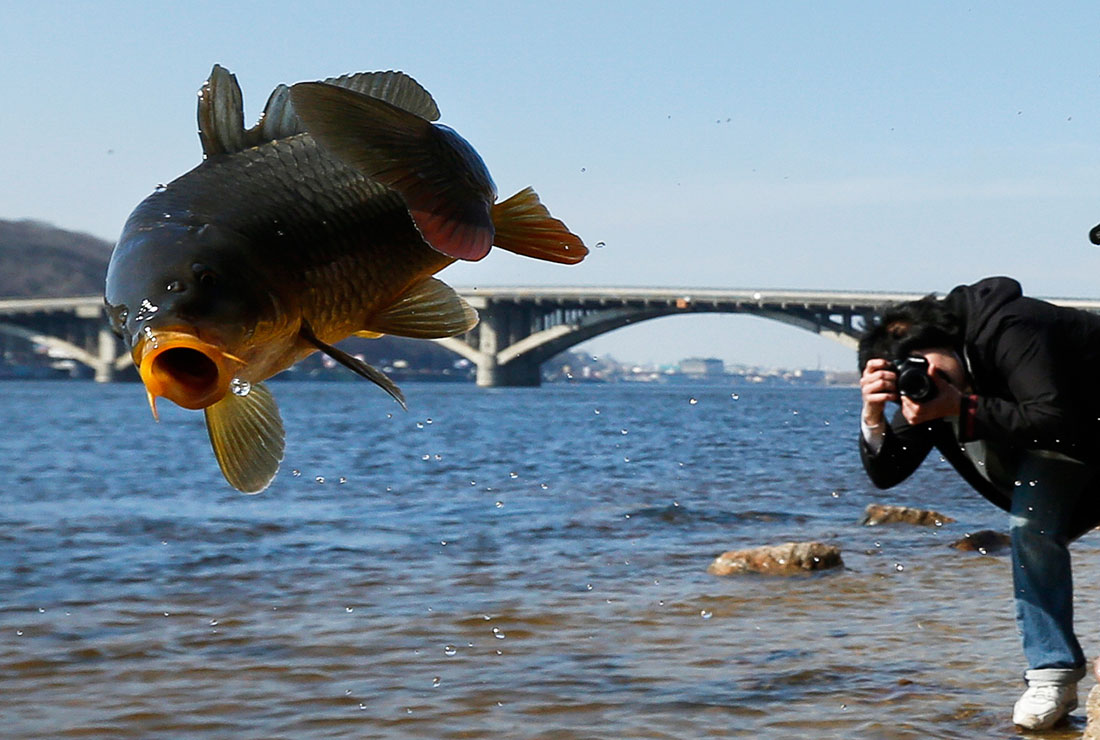 Зарыбление Днепра во Всемирный день водных ресурсов. Киев, Украина.