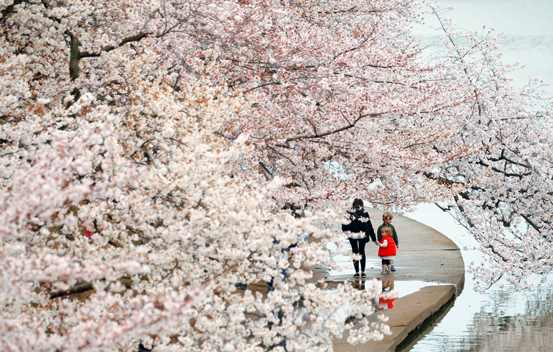 В Вашингтоне проходит ежегодный фестиваль цветения сакуры, который продлится несколько недель. В американскую столицу съехались тысячи туристов, чтобы полюбоваться цветением вишневых деревьев, которые были подарены Вашингтону мэром Токио в 1912 году в знак дружбы между США и Японией.