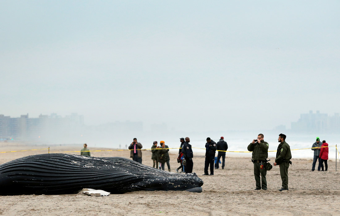 Жители Нью-Йорка обнаружили на пляже района Куинс тушу мертвого горбатого кита. Сотрудники полиции, прибывшие на место происшествия, поставили ограждение от людей, желающих сделать фото и видео. Специалисты выясняют точную причину смерти млекопитающего.