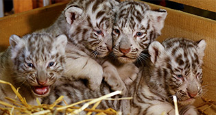 Фотохроника 26 апреля