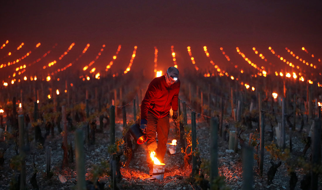 Защита виноградников от аномальных весенних заморозков в Шабли. Франция.