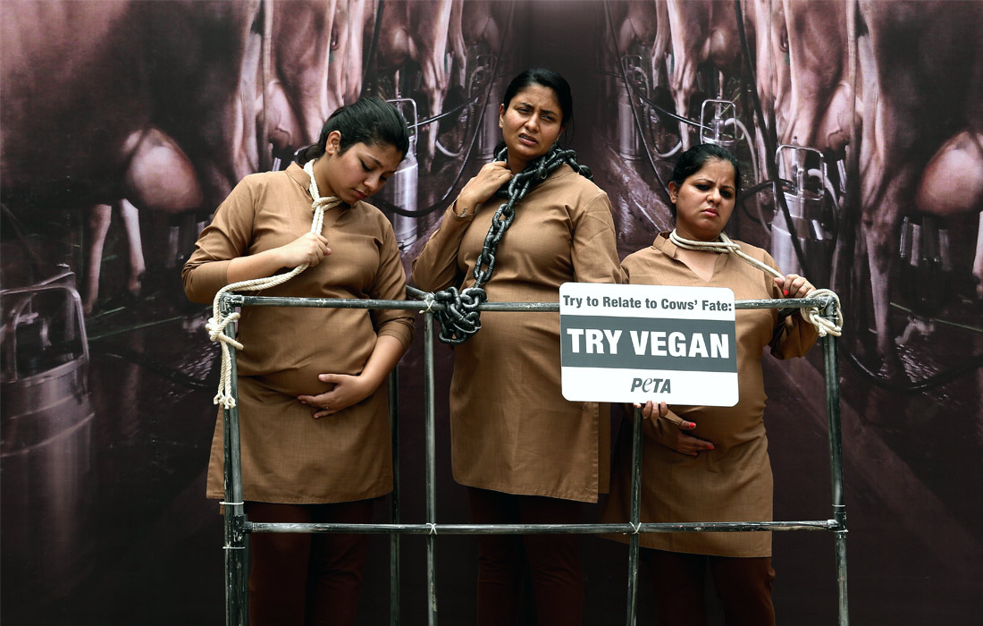 В индийском городе Бангалор беременные участницы организации PETA (люди за этичное обращение с животными) провели акцию протеста против жестокого обращения с коровами в молочной индустрии