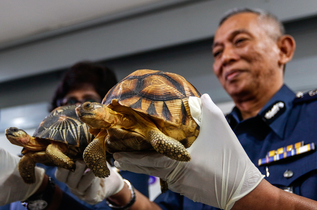 Таможенная служба Малайзии конфисковала 330 незаконно ввезенных из Мадагаскара экзотических черепах на сумму 1,2 млн ринггитов (276,721 долларов США)