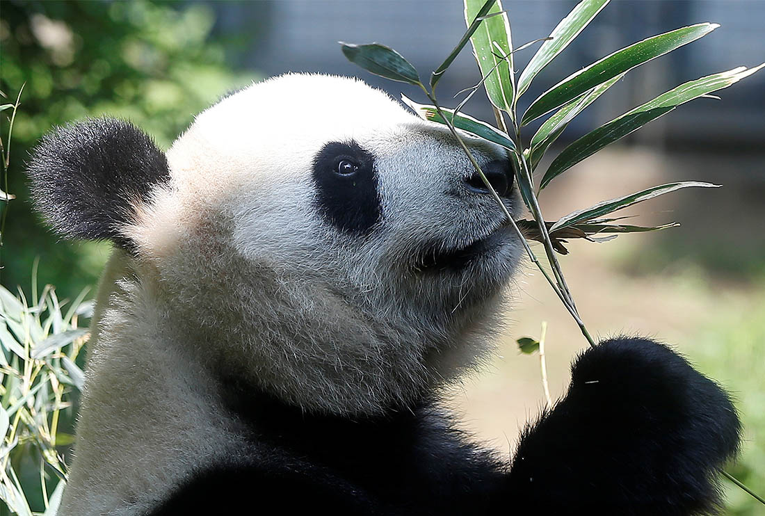 Очаровательная Чин Чин из японского зоопарка, возможно, беременна