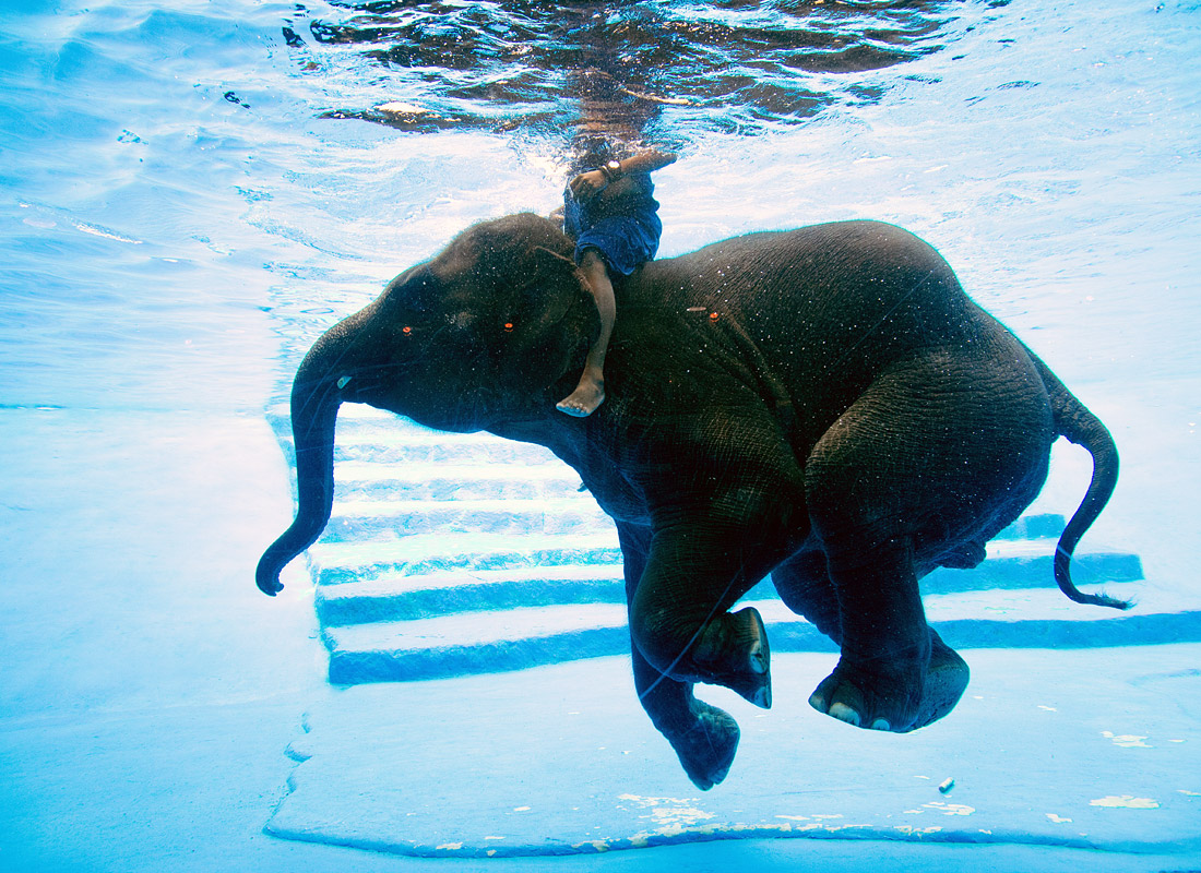 Слон в тайском зоопарке Кхао-Хеоу