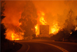 Половина жертв погибли в огне в собственных машинах на дороге, соединяющей города Фигейро-душ-Виньюш и Кастаньера-де-Пера, - примерно в 200 км к северу от Лиссабона