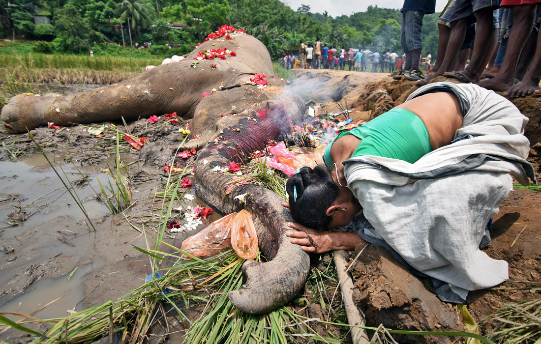Жители индийского города Гувахати устроили церемонию прощания со слоном, погибшим в результате удара электрическим током. Ежегодно популяция слонов в Индии сокращается из-за разрушения человеком среды их обитания.