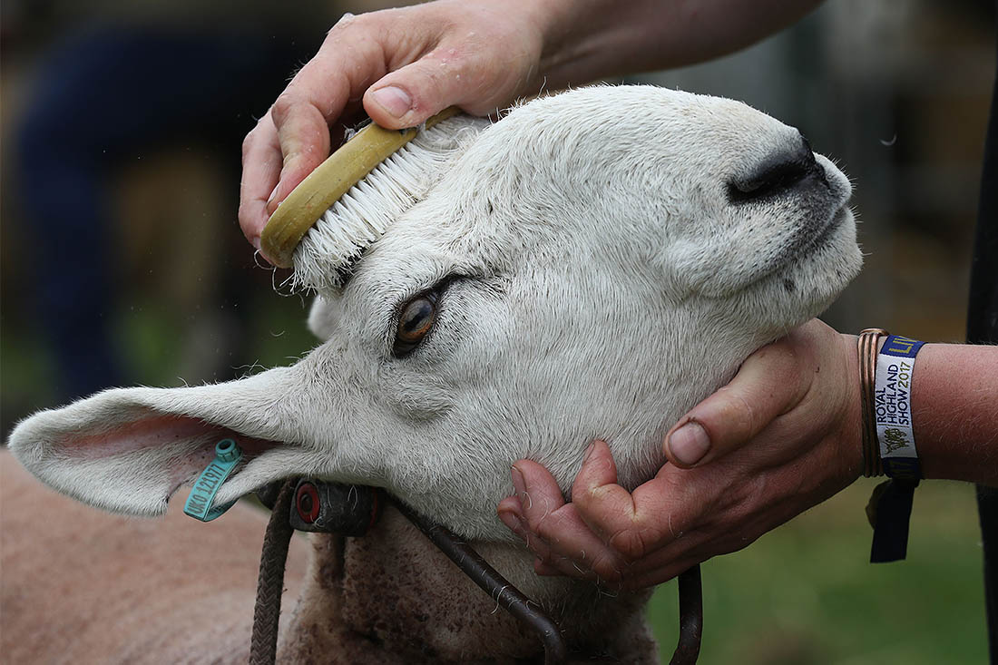 177-я сельскохозяйственная выставка Royal Highland Show в Эдинбурге