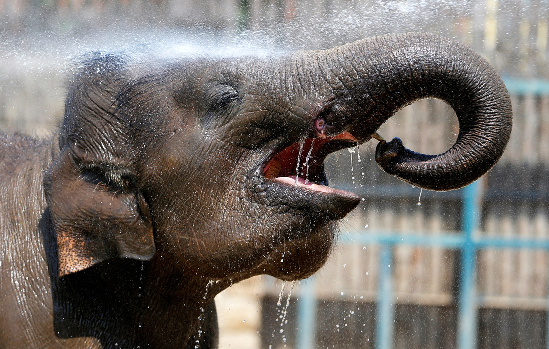 В Будапеште установилась жара +36 градусов. В местном зоопарке работники устраивают животным водные процедуры, чтобы питомцам было легче перенести высокую температуру.