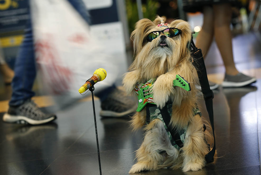 В Таиланде проходит международная выставка собак