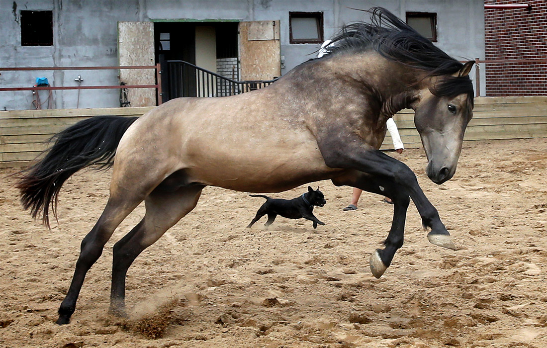 На ферме по разведению миниатюрных лошадей в Ленинградской области