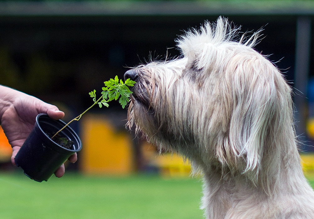 Обучение собак поиску аллергенной амброзии в Берлине
