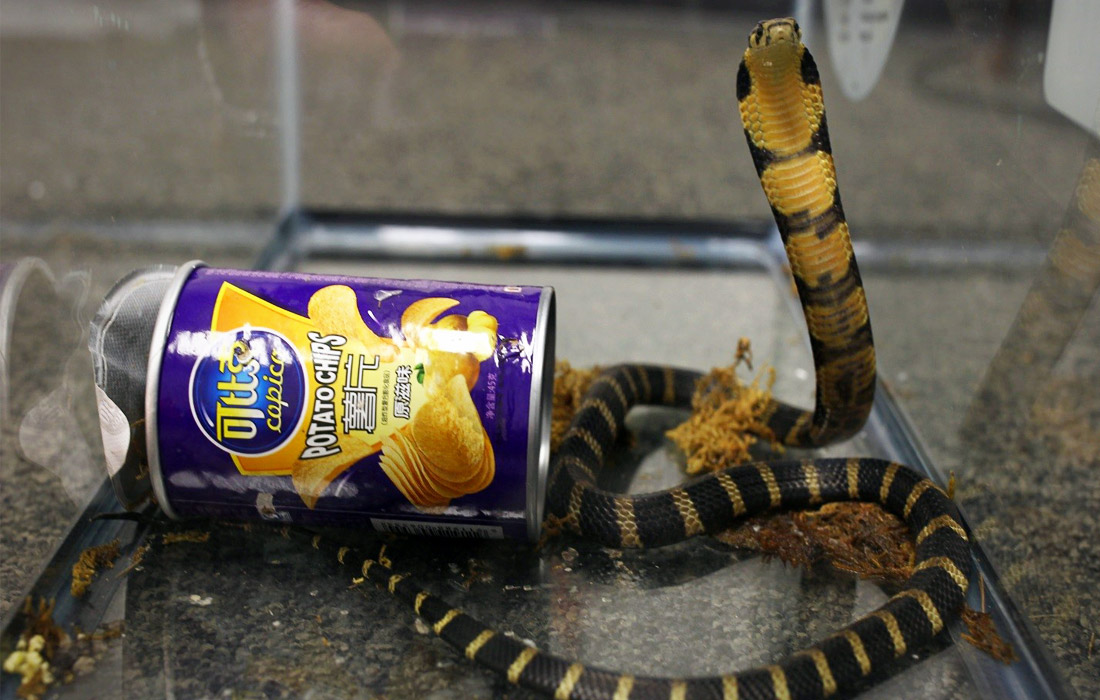 Одна из трех королевский кобр, нелегально ввезенных в США из Гонконга в июле 2017 года