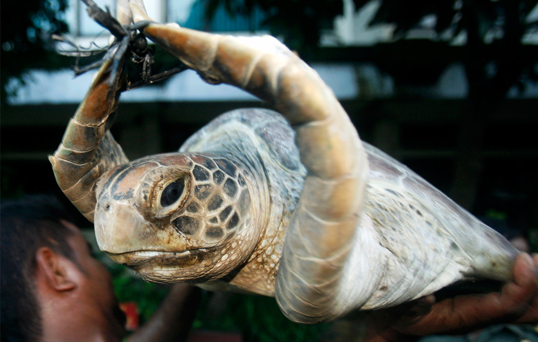 Зеленые черепахи были конфискованы полицией в Денпасаре на юге индонезийского острова Бали в мае 2010 года