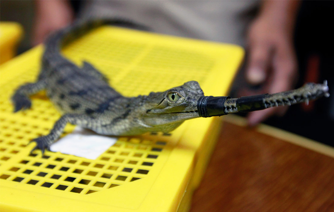 В июне 2011 года в аэропорту Бангкока были обнаруженны сотни перевезенных контрабандой черепах и других редких видов рептилий