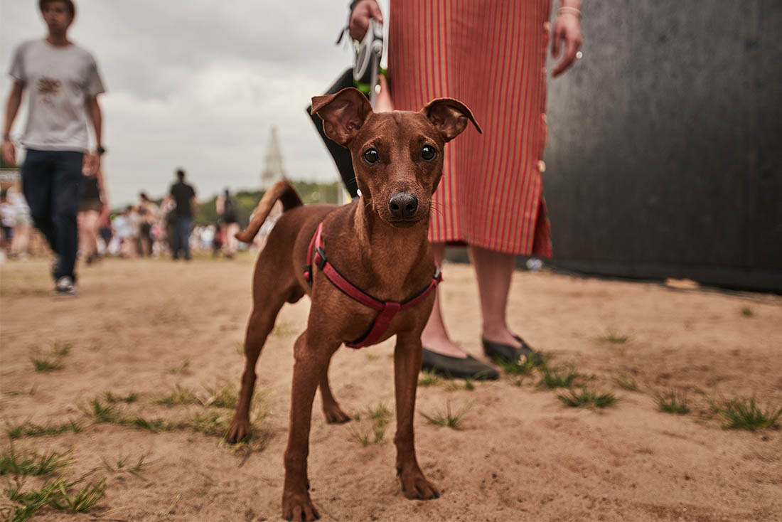 Несмотря на соответствующие знаки, пространство Пикника было доступно и для четвероногих посетителей