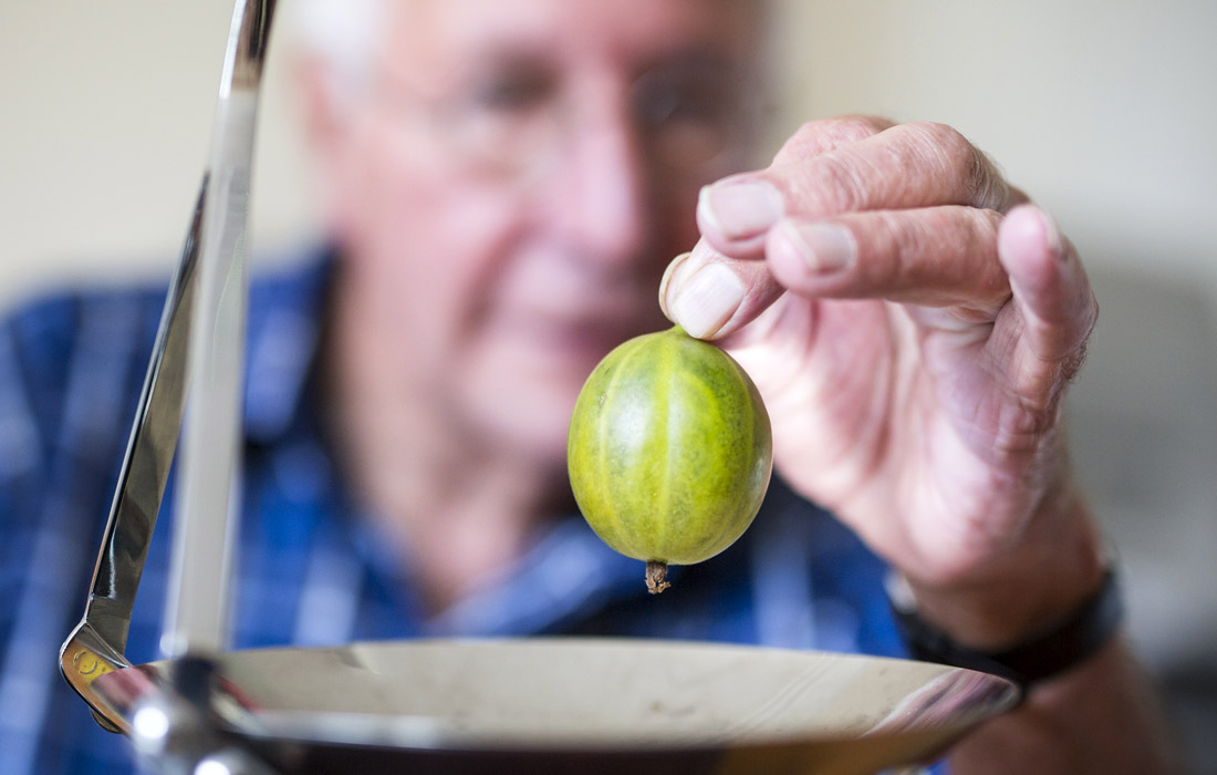 В британском Эгтон Бридж прошел ежегодный конкурс на самую большую ягоду крыжовника. Соревнование среди садоводов проходит по четырем категориям: красный крыжовник, желтый, зеленый и белый. Последний рекорд конкурса - ягода размером с мячик для гольфа.