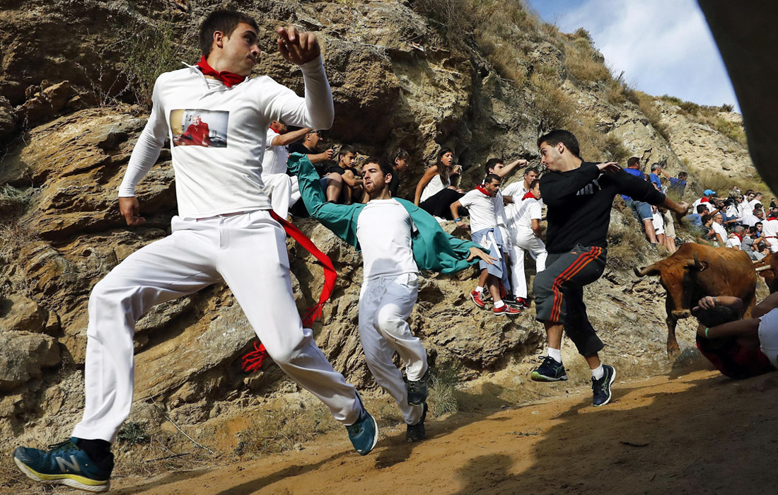 В испанском городе Фальсес прошел ежегодный фестиваль "Эль-Пилон", во время которого смельчаки устраивают забег от быков по узкой дороге вниз с крутого холма. Традиционная испанская забава часто заканчивается для людей тяжелыми травмами.