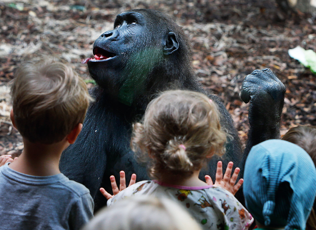 Зоопарк во Франкфурте-на-Майне. Германия.