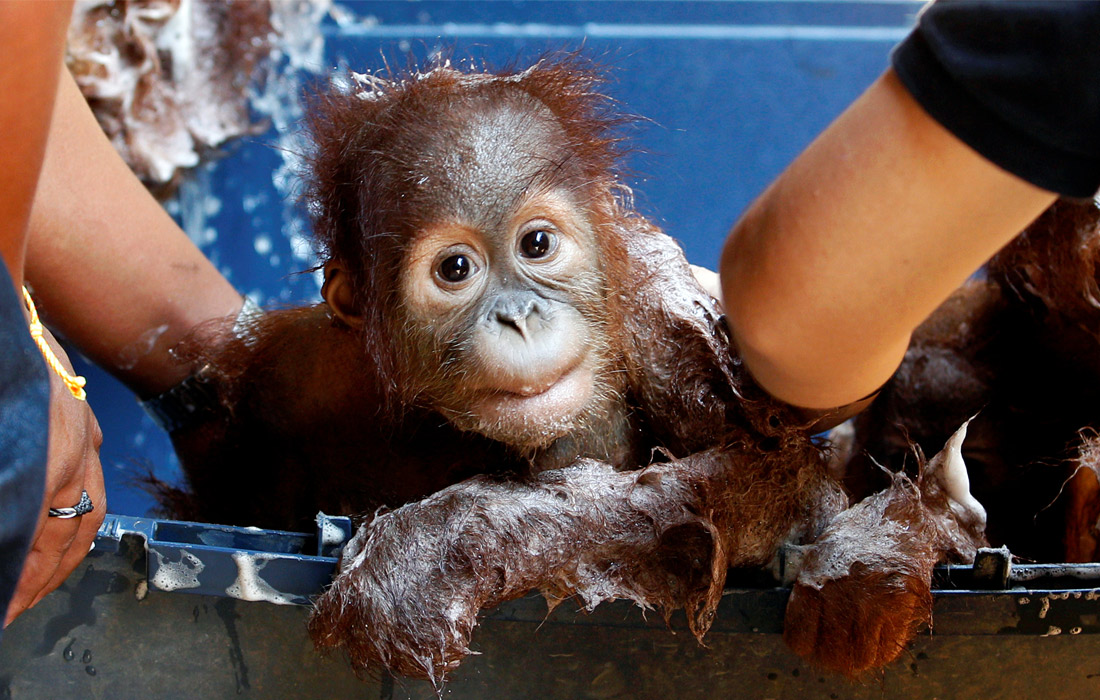 Двух детенышей орангутана, которых контрабандист попытался перевезти в старом чемодане через пограничный контроль из Таиланда в Малайзию, доставили в центр дикой природы в провинции Ратчабури