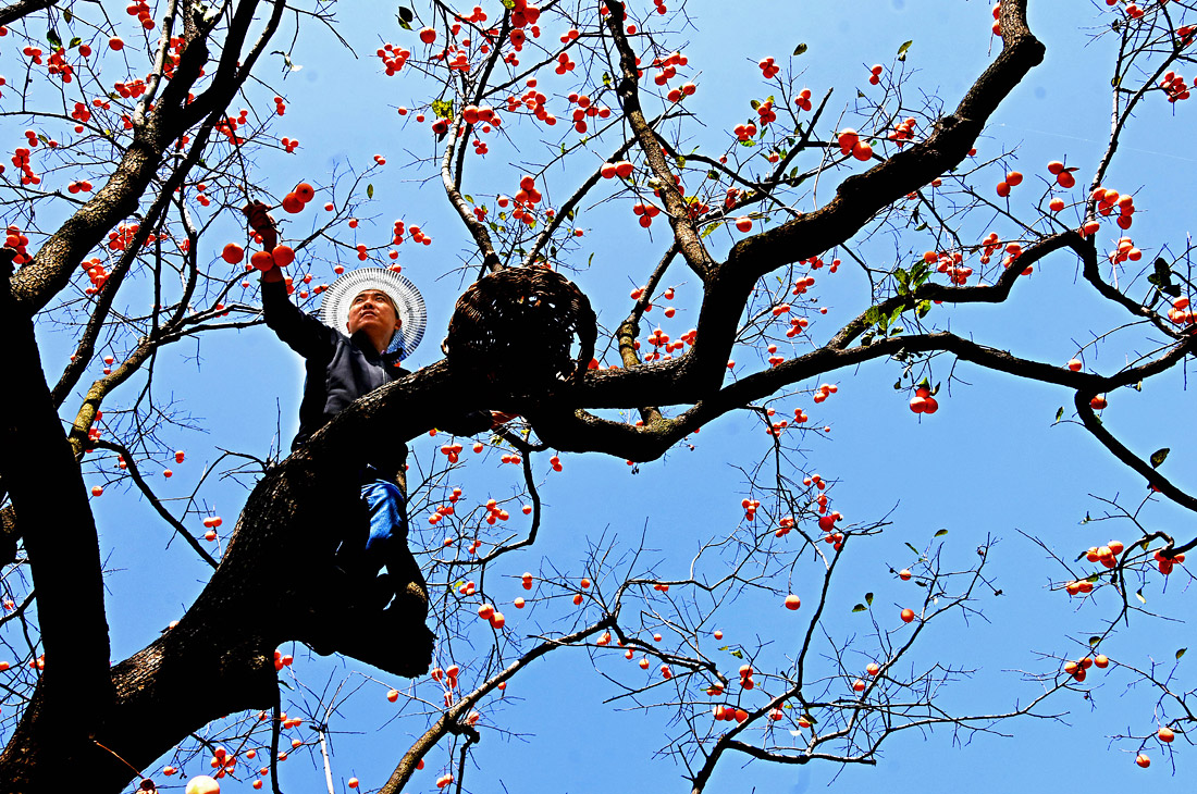 Сбор урожая хурмы в Китае