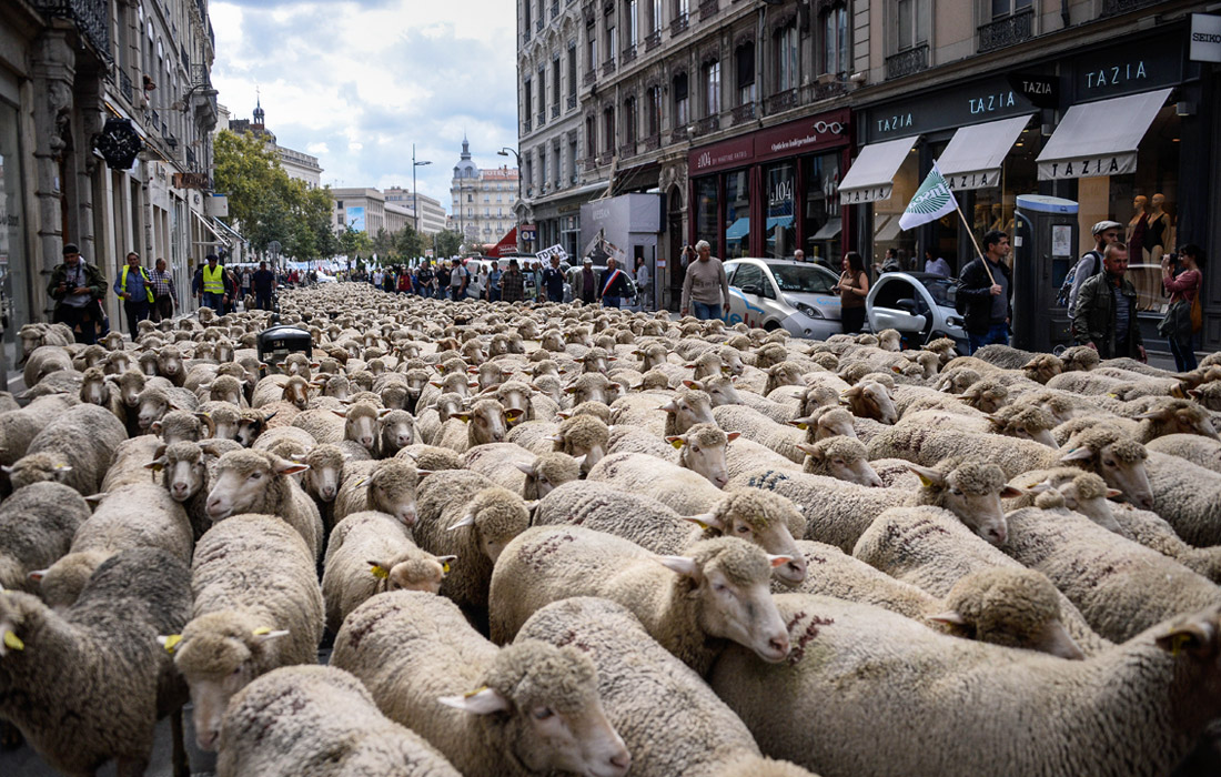 Люди ягнята. Человек овца. Отара овец. Овцы в городе.