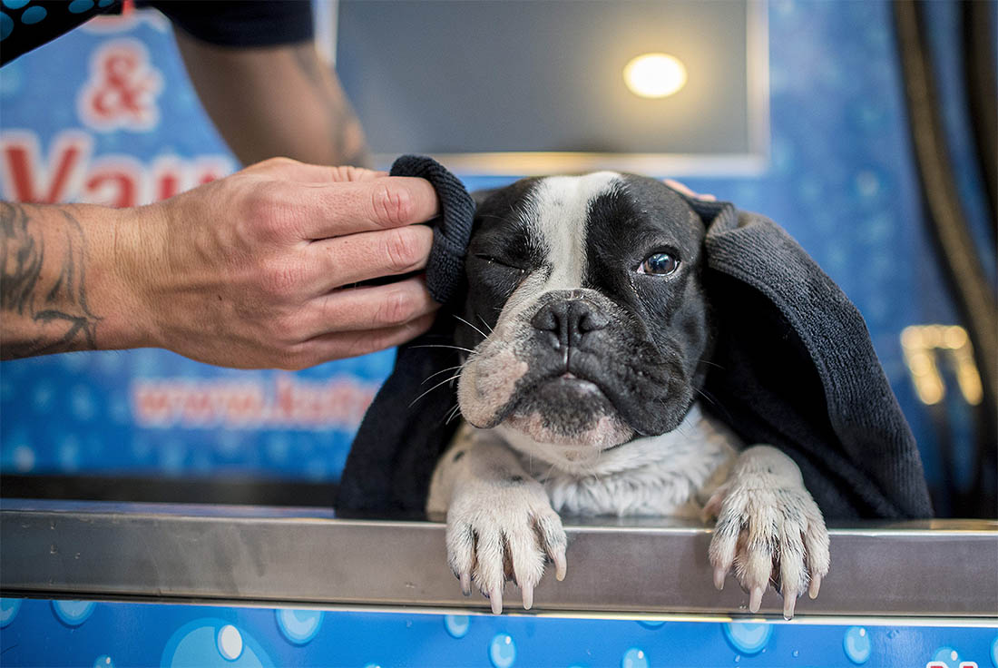 Круглосуточная собачья мойка открылась в Венгерском городке Печ