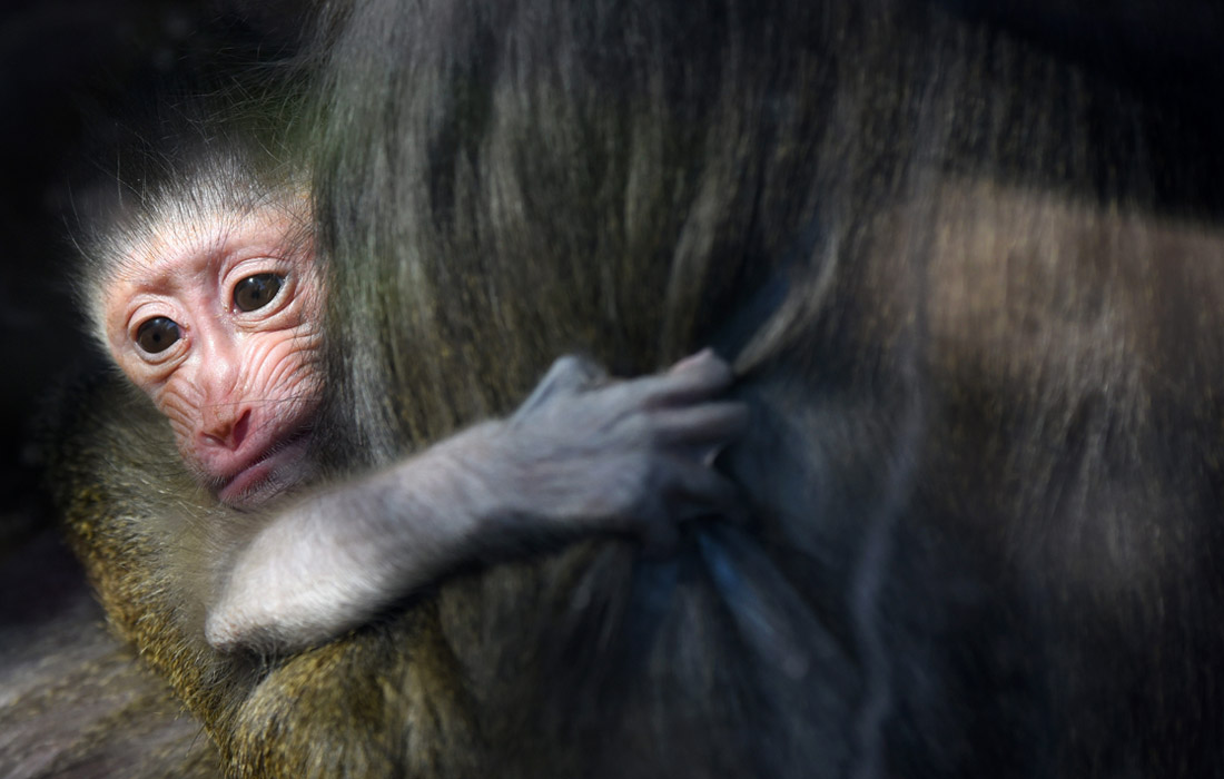 Новорожденный детеныш мандрила в Мадридском зоопарке
