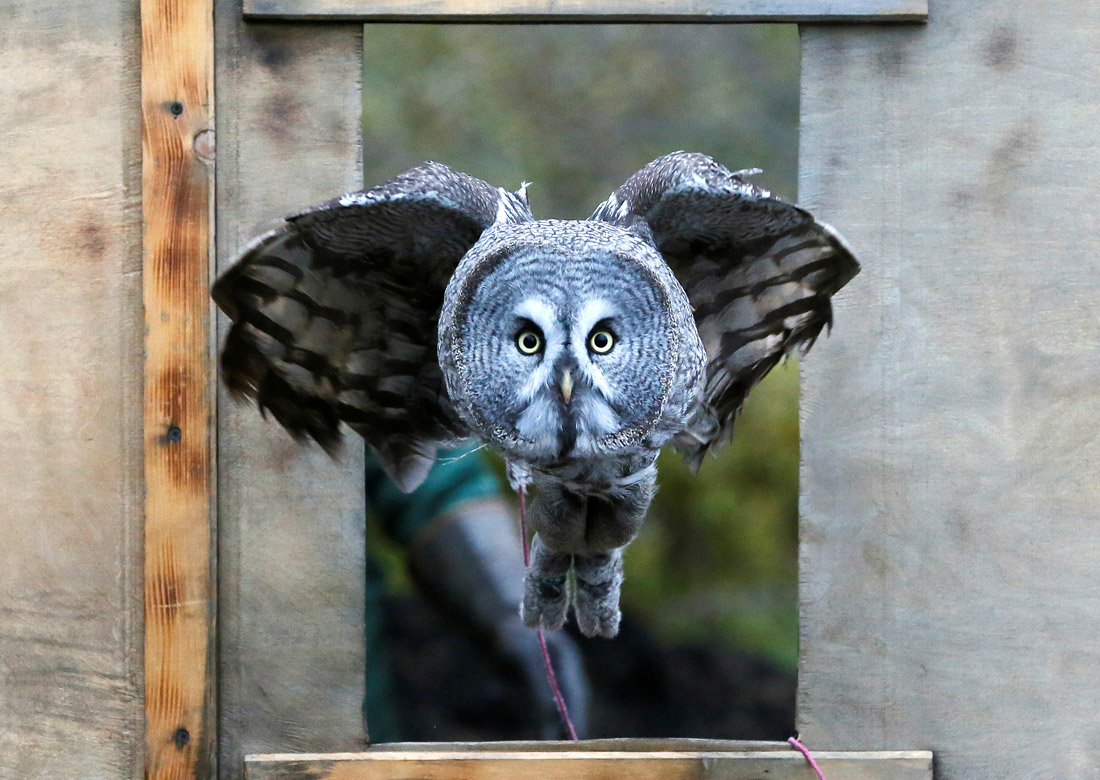 Серая сова в зоопарка "Роев Ручей" в Красноярске