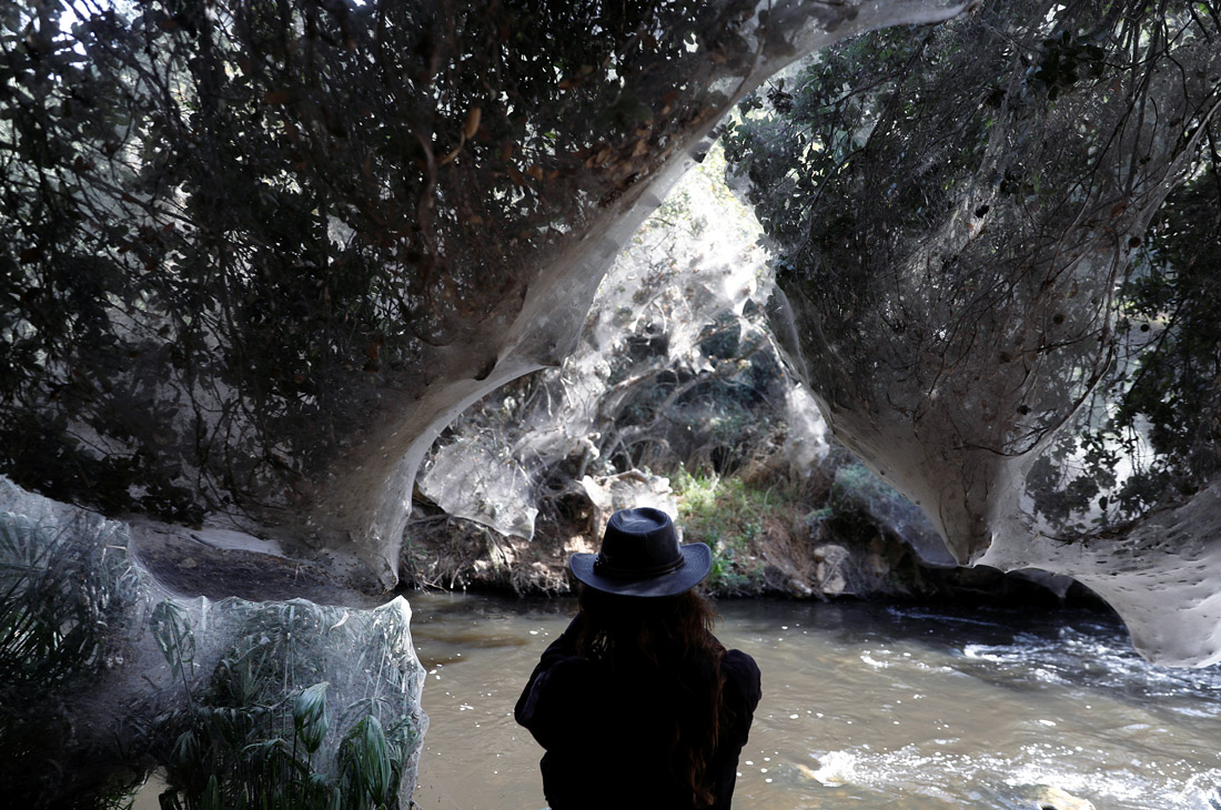 Деревья, окутанные паутиной на берегу реки Сорек вблизи Иерусалима