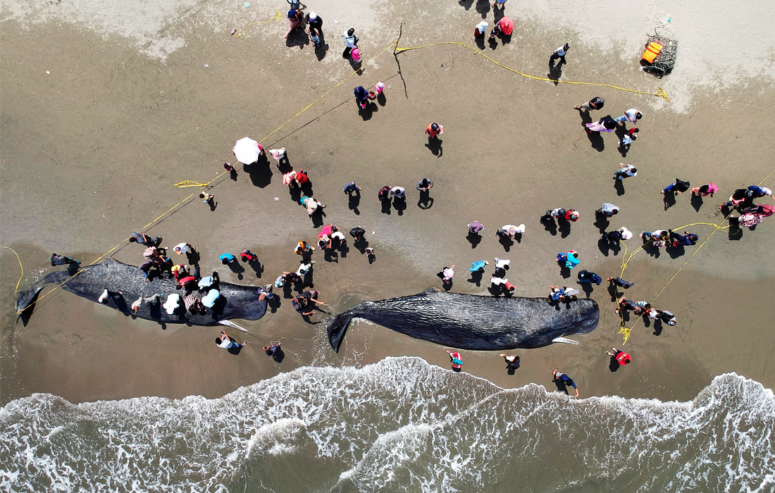Четыре кита погибли, несмотря на усилия спасателей вернуть их в открытое море