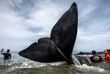 Специалистам по охране окружающей среды при помощи волонтеров удалось спасти шесть из десяти китов