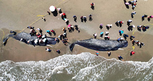 Спасение китов в Индонезии