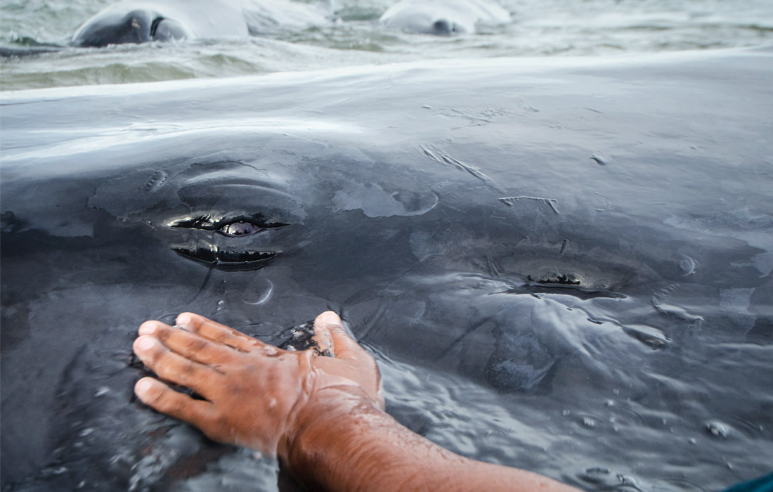 Эксперты выясняют причины, побудившие китов выброситься на берег