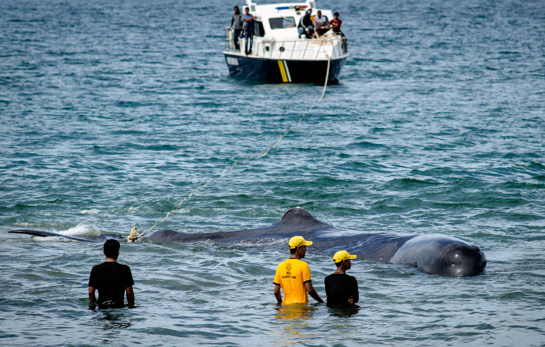 Млекопитающих смогли вывести на открытую воду с помощью веревок и патрульных катеров