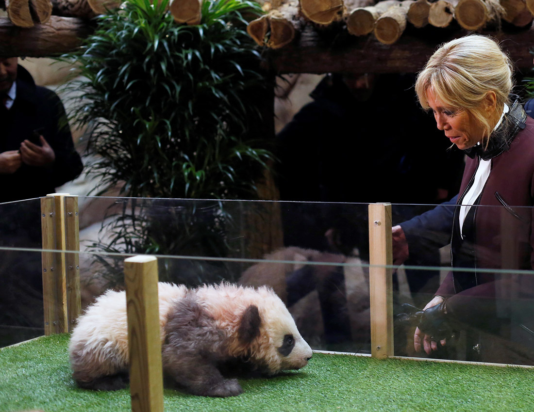 Первая леди Франции Брижит Макрон навестила своего подопечного в зоопарке Боваль. Детеныш большой панды родился во Франции впервые, сегодня 4-месячному малышу дали имя.