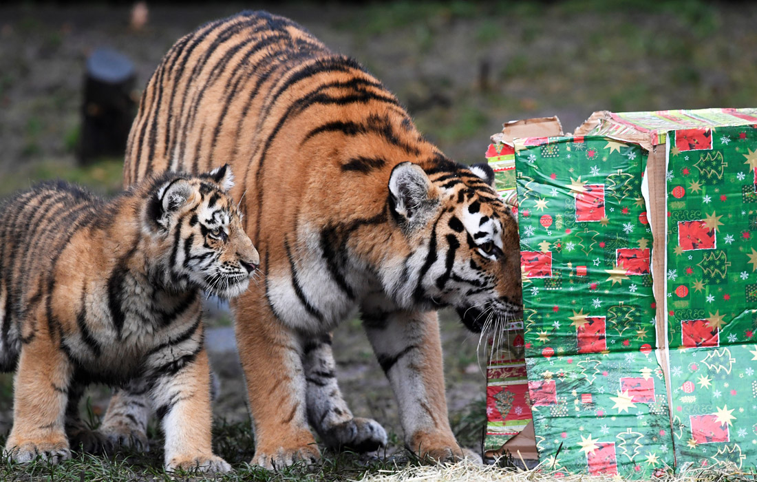 Тигры из зоопарка "Хагенбек" в Гамбурге получили угощения к Рождеству