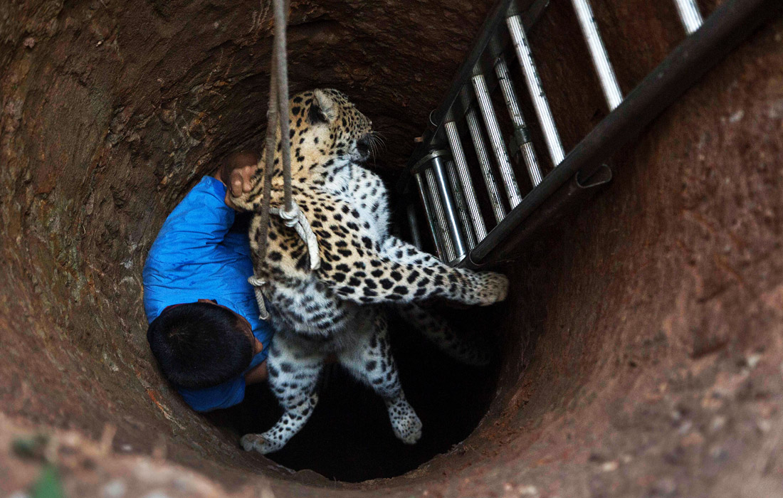 В Индии провели операцию по спасению дикого леопарда, провалившегося в глубокий колодец на окраине города Гувахати. После вызволения хищника передали в местный зоопарк.
