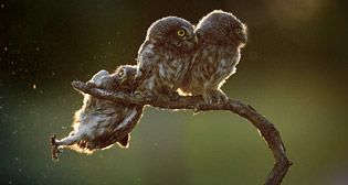 Comedy Wildlife Photo Awards 2017